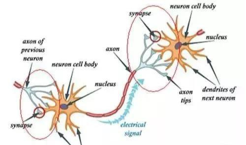 脑细胞结构与突触